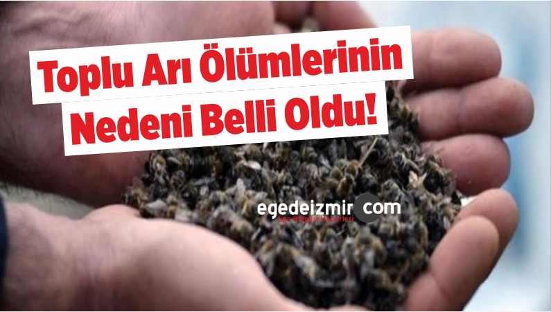 Arı Ölümlerinin Nedeni