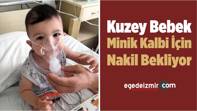 Kuzey bebek