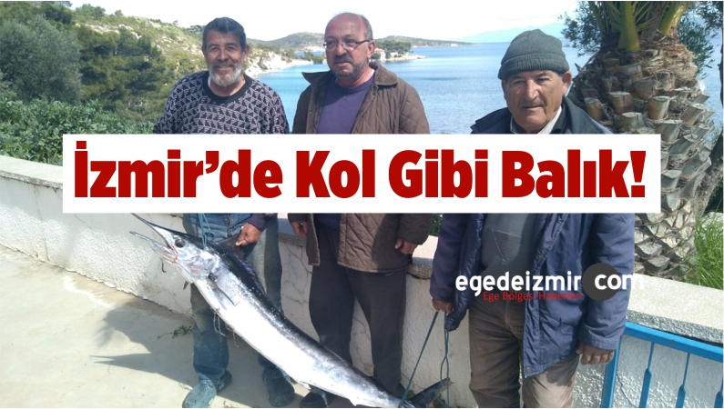 kılıç balığı