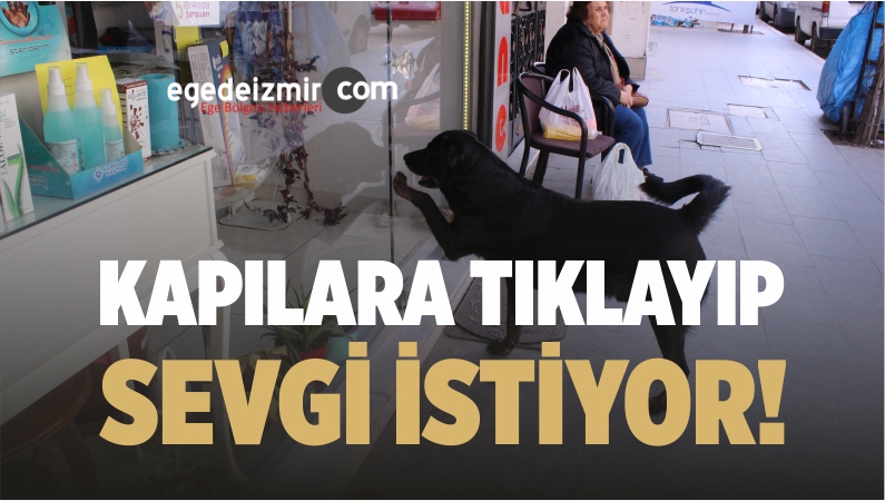 sokak köpeği