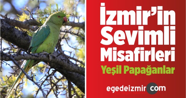 İzmir’in Sevimli Misafirleri Yeşil Papağanlar