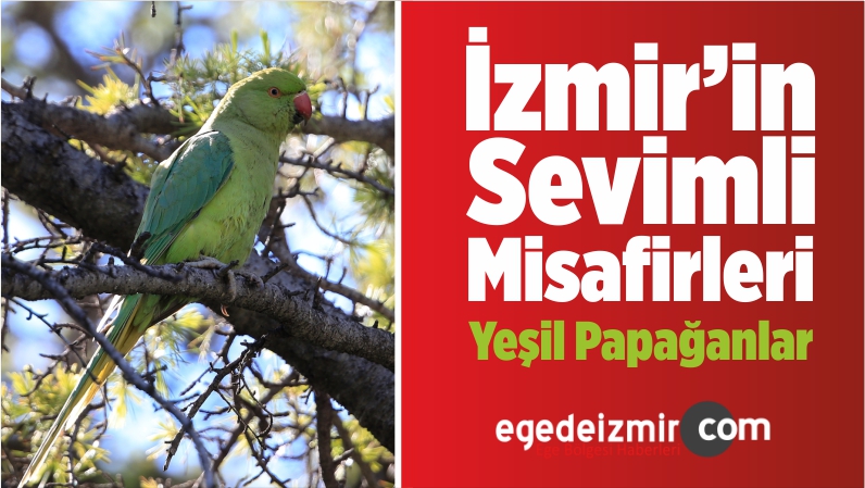 yeşil papağanlar