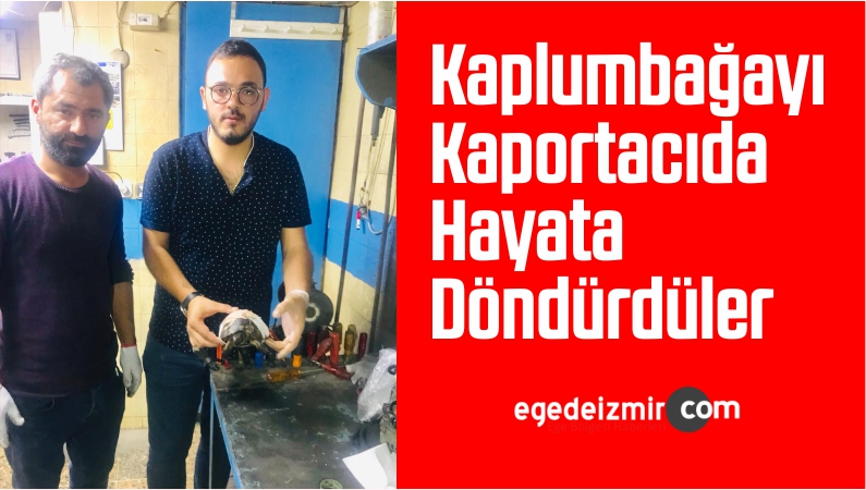 kaplumbağa