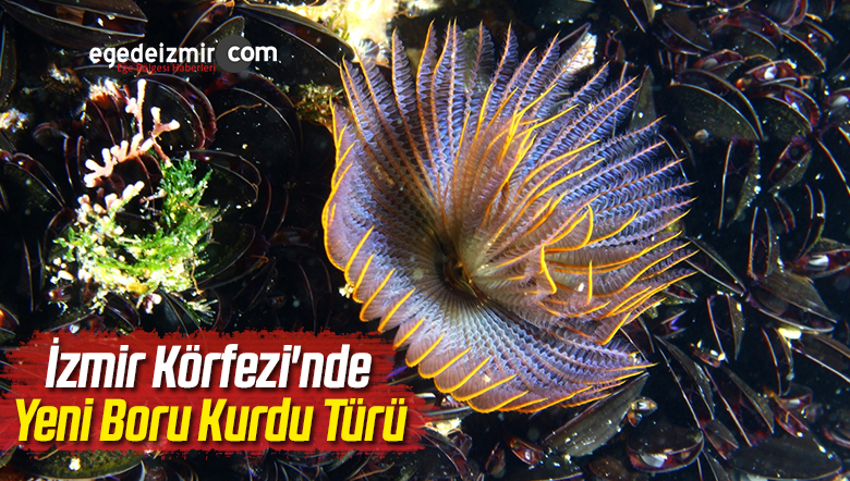 Boru Kurdunun