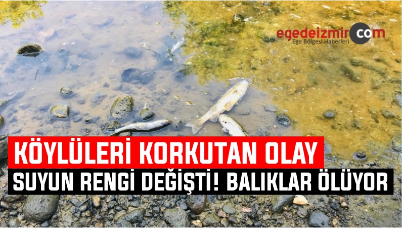 Balık Ölümleri