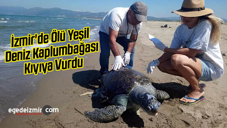 Deniz Kaplumbağası