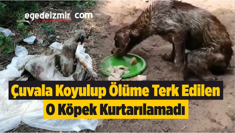 O Köpek Kurtarılamadı