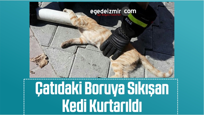 kedi