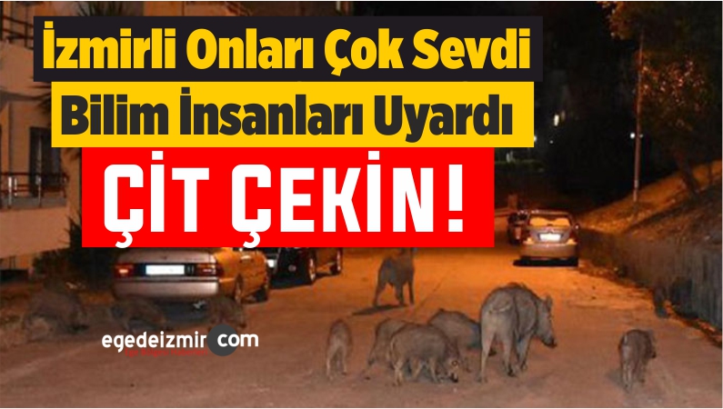 Çit Çekin