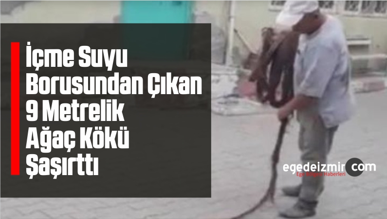 9 Metrelik Ağaç