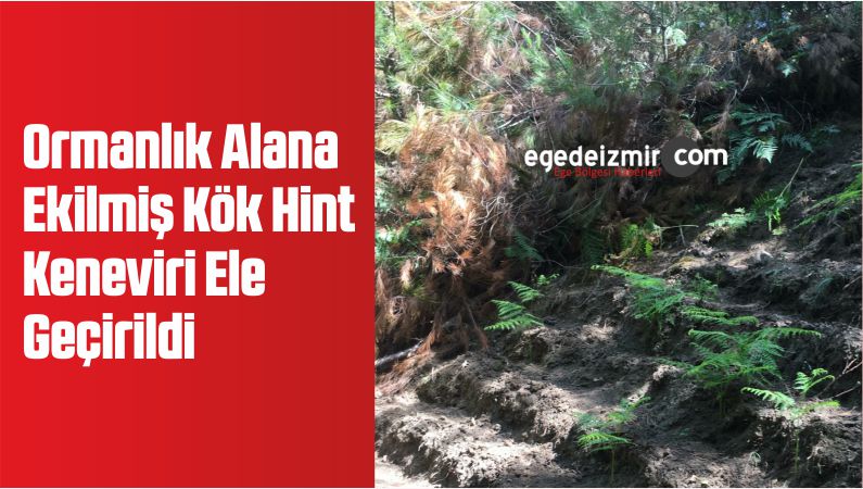 Ormanlık Alana Ekilmiş Kök Hint Keneviri Ele Geçirildi