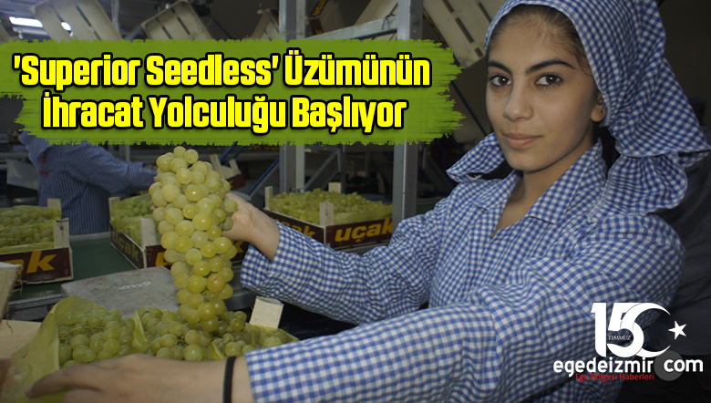 Superior Seedless