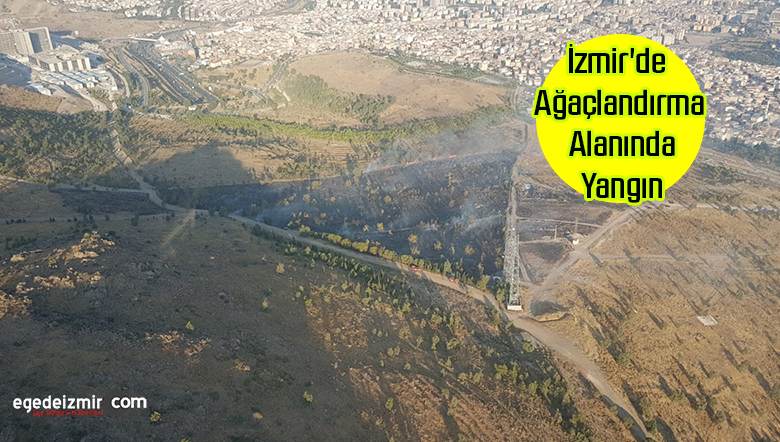 ağaçlandırma alanında yangın
