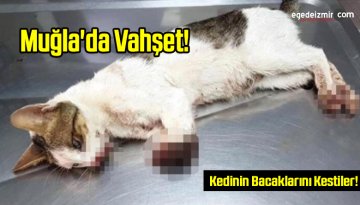 Feci Vahşet! Kedinin Bacaklarını Kestiler