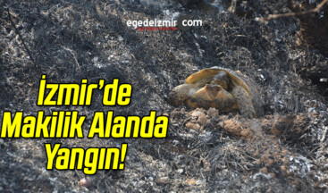 İzmir’de Makilik Alanda Yangın!