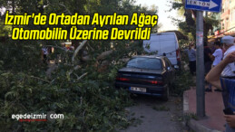İzmir’de Ortadan Ayrılan Ağaç Otomobilin Üzerine Devrildi