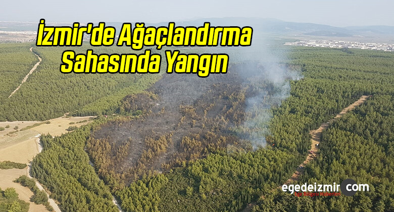 İzmir’de Ağaçlandırma Sahasında Yangın