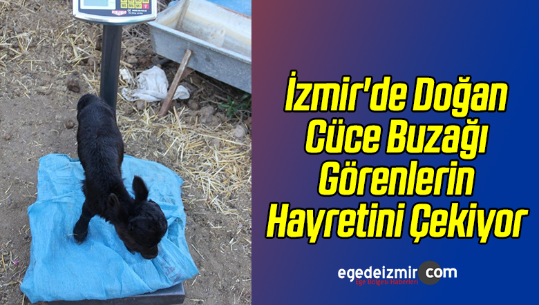 Cüce Buzağı