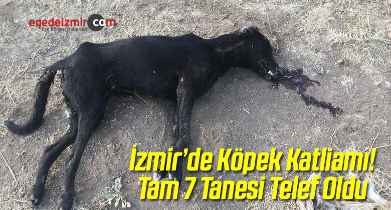 İzmir’de Zehirlenen 7 Köpek Telef Oldu