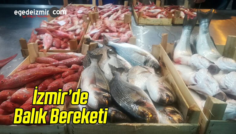 Balık Halinde
