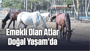 Emekli Olan Atlar Doğal Yaşam’da