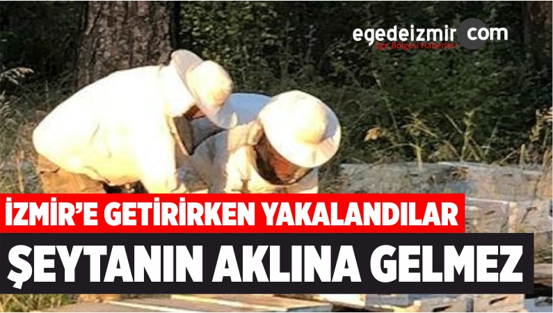 Arı Kovanları