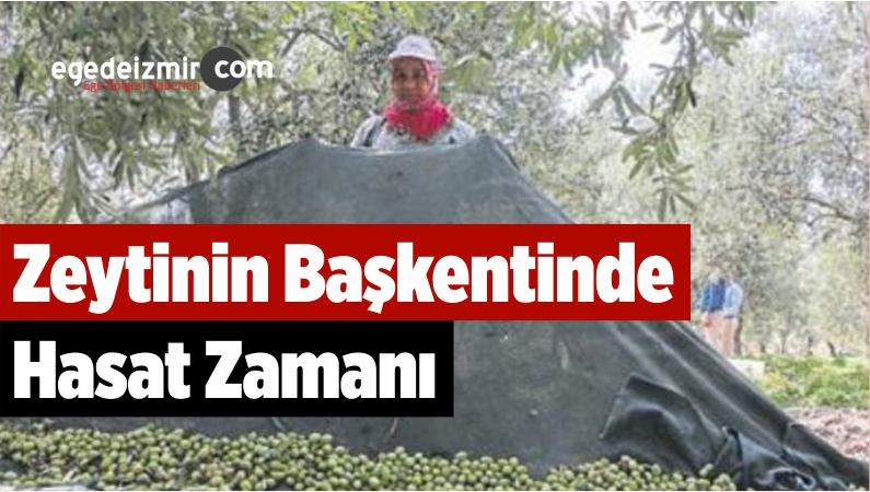 Hasat Zamanı
