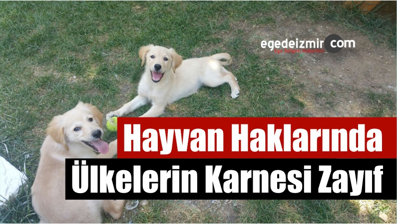 Karnesi Zayıf
