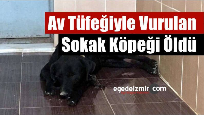Sokak Köpeği