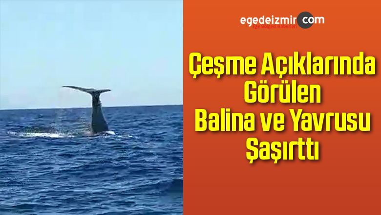 Balina ve Yavrusuyla