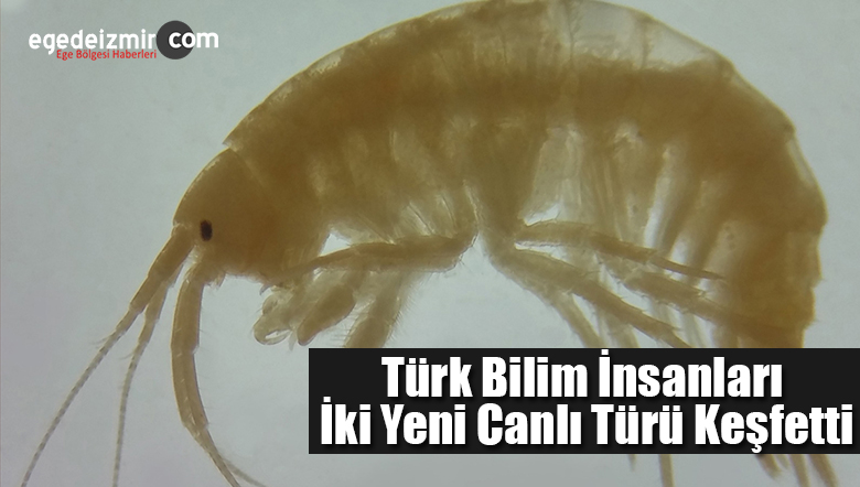 canlı türü