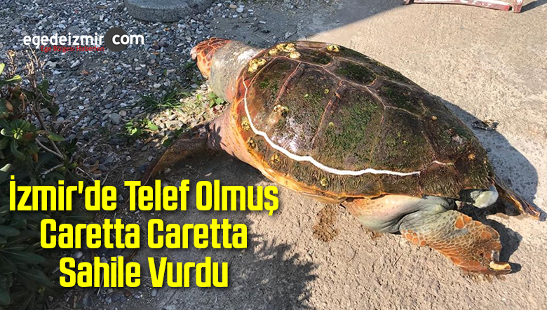 Caretta Caretta