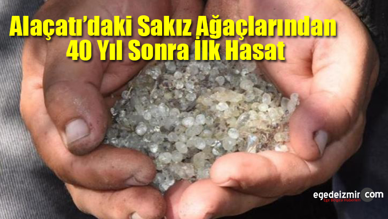 sakız