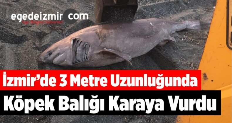 İzmir’de 3 Metre Uzunluğunda Köpek Balığı Karaya Vurdu