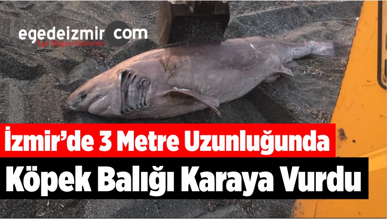 İzmir’de 3 Metre Uzunluğunda Köpek Balığı Karaya Vurdu
