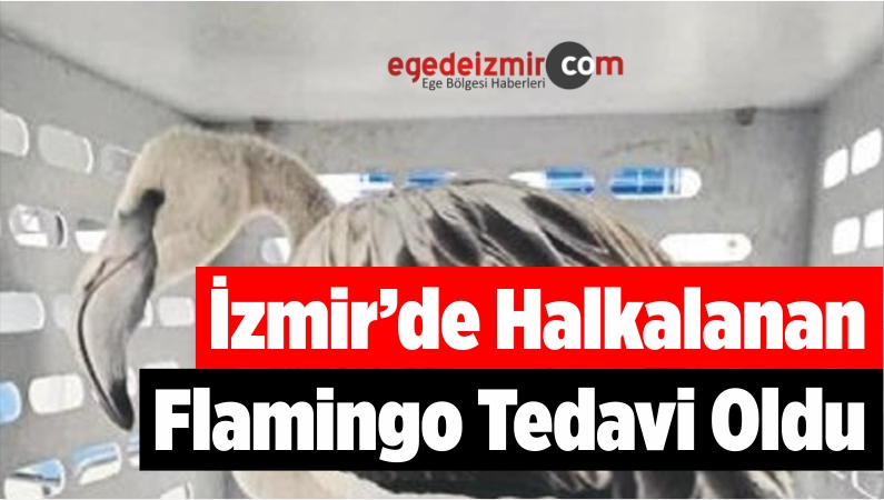 İzmir’de Halkalanan Flamingo Tedavi Oldu