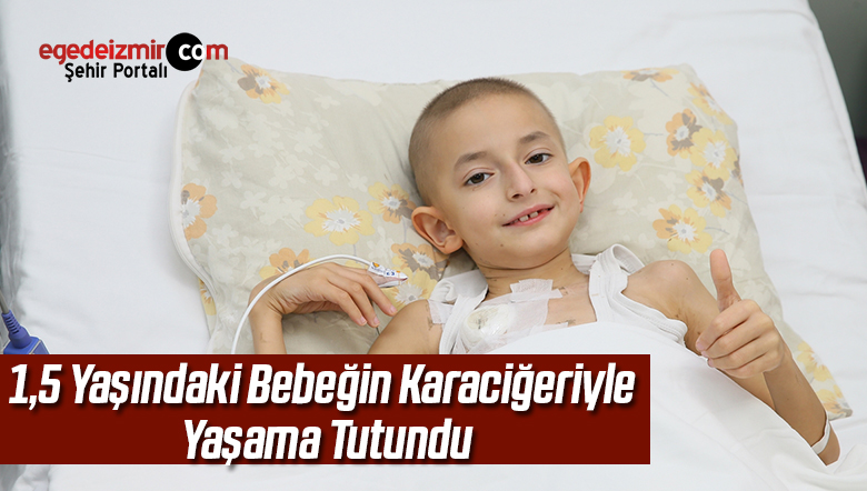 karaciğer