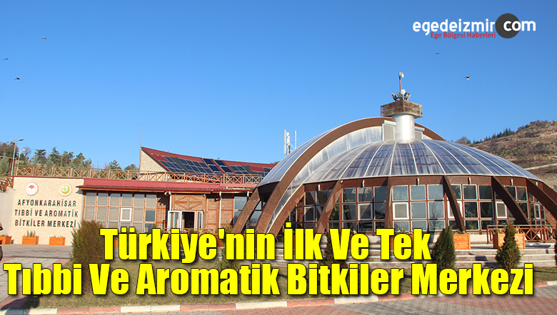 aromatik bitkiler