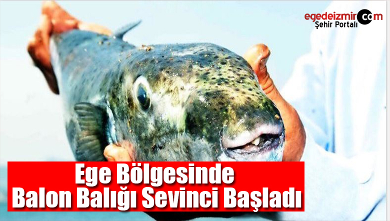 balon balığı
