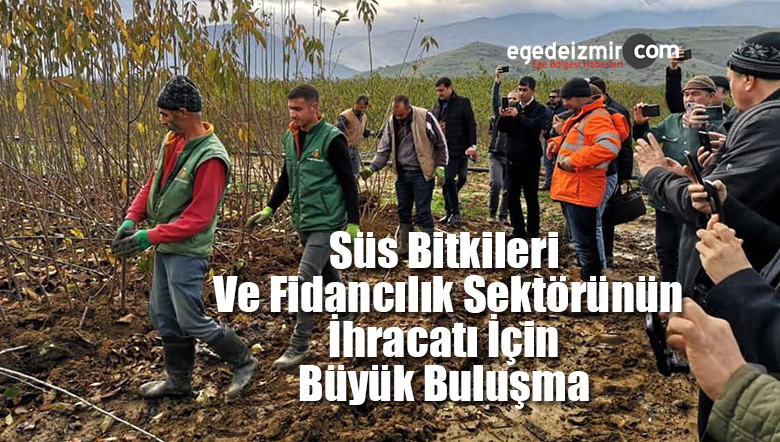 fidancılık sektörü