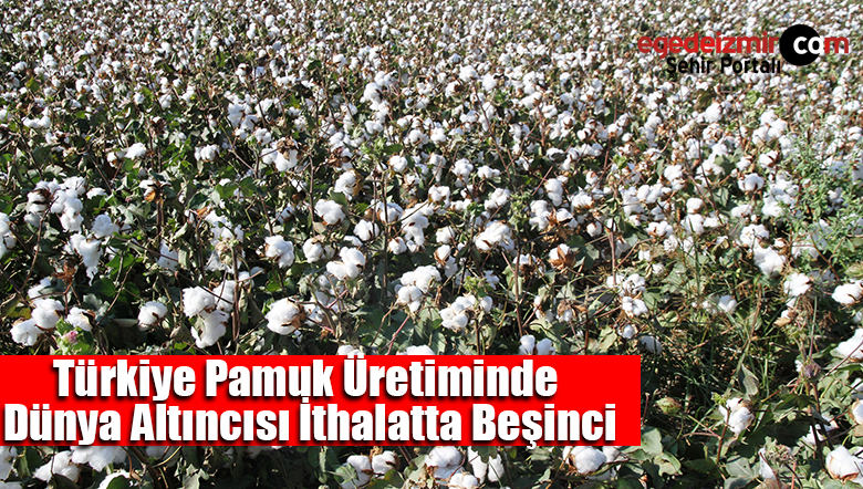 pamuk