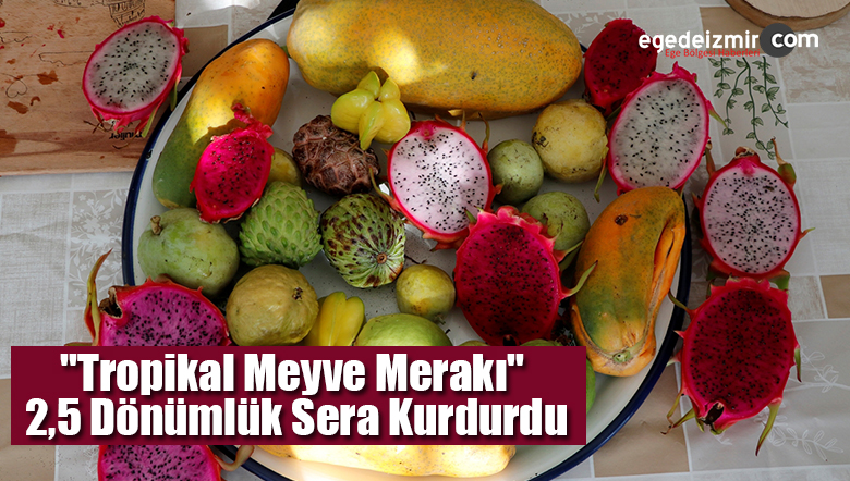tropikal meyve