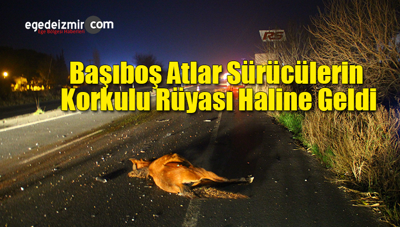 başıboş atlar