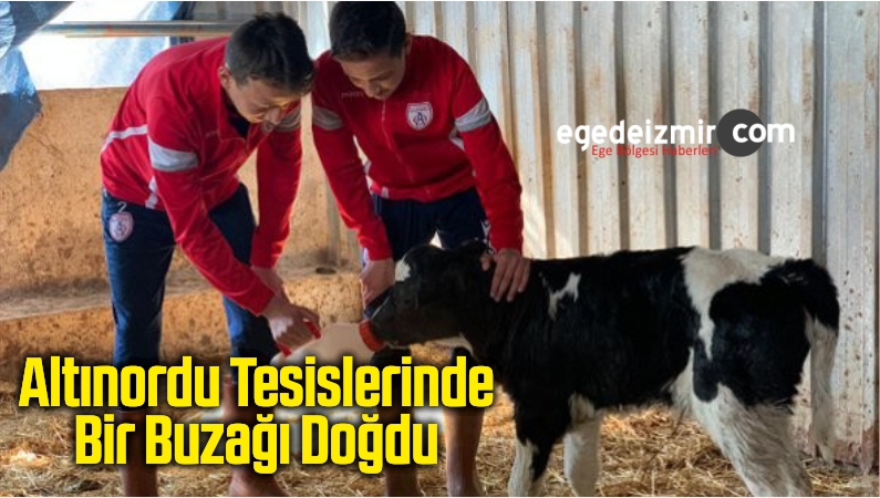 buzağı