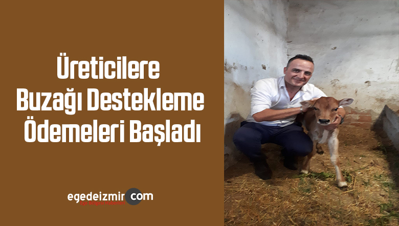 buzağılar