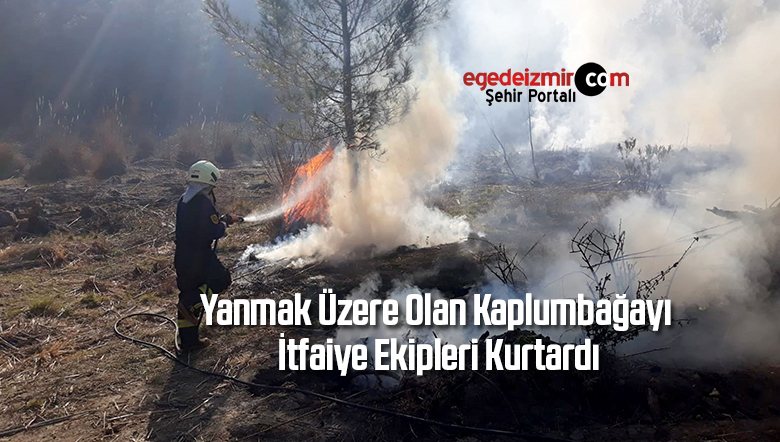 kaplumbağayı