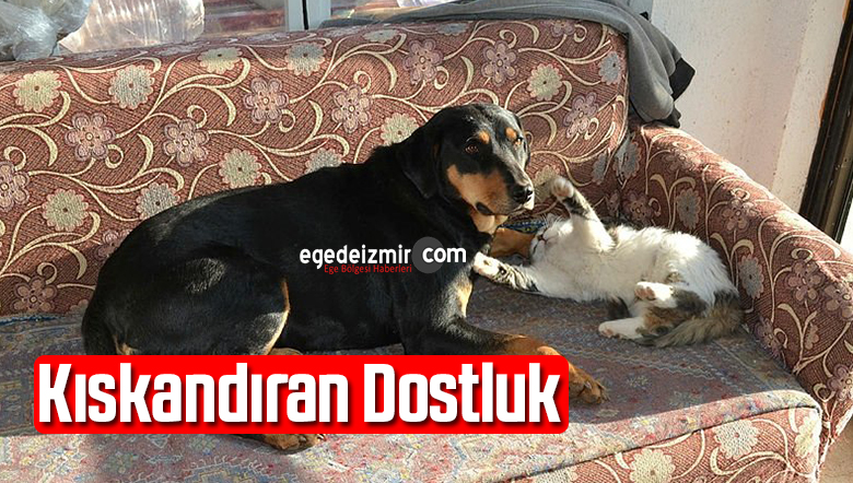 kedi