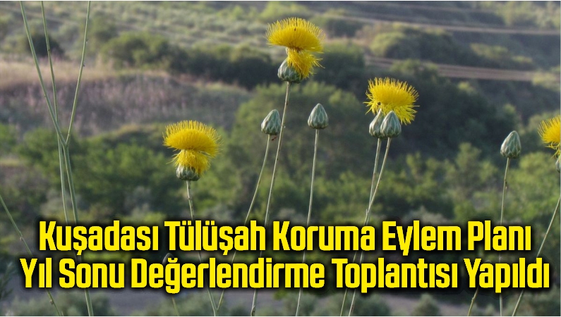 tülüşah