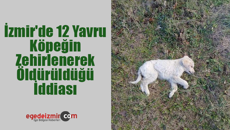yavru köpeğin