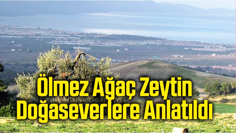 ölmez